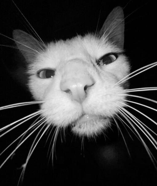 maxwell dabbing while wearing a sonic shirt