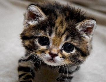 maxwell dabbing while wearing a sonic shirt